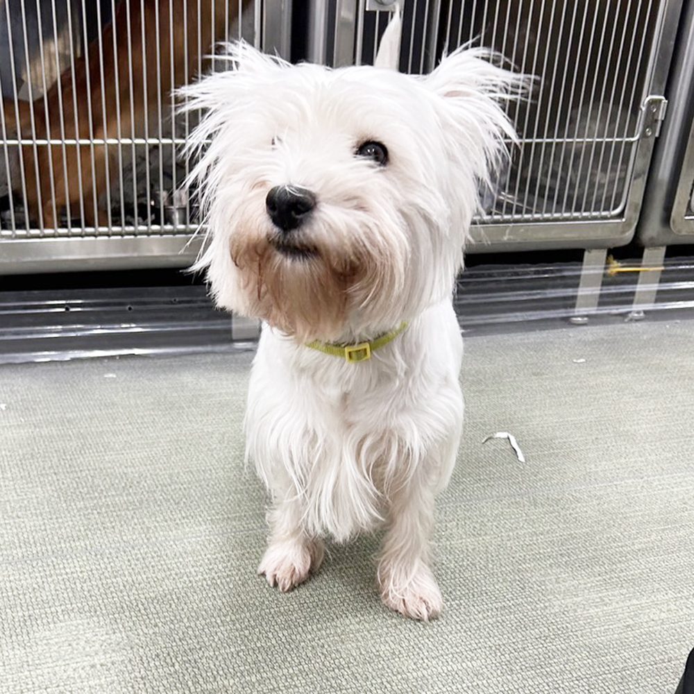 生徒が撮影したモデル犬♪